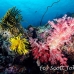 coral_soft_ni_h_0705_png1632.jpg